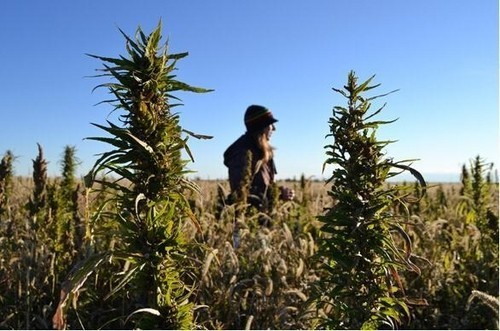 大麻可用來制造廉價(jià)電池 供平板電腦等移動設(shè)備使用（圖片來自engadget）