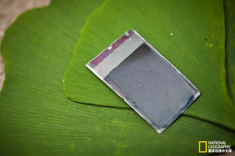 借助神奇細菌,太陽光變成液體燃料