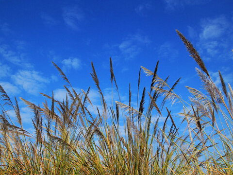 中科院：巧用蘆葦制備鋰電池三維硅負(fù)極材料