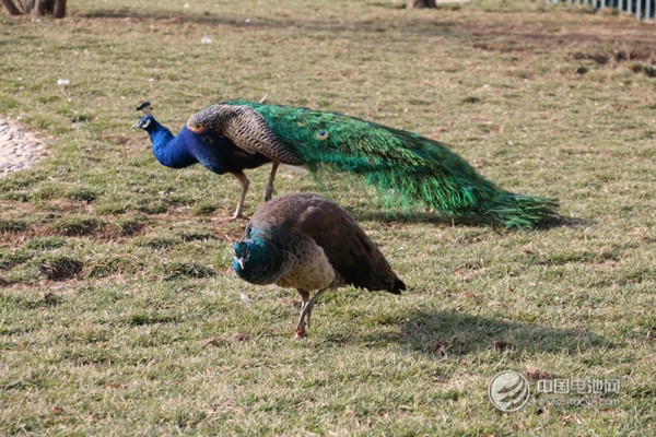 海德新能汽車(chē)廠區(qū)萌寵