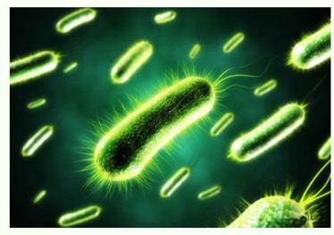 美國研發出可持久供電的細菌太陽能電池 傳統光伏發電方式或被顛覆？