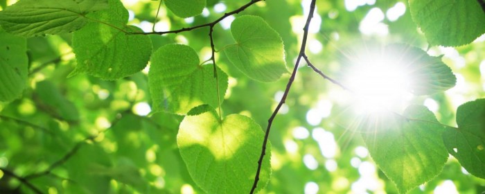 科學家團隊新發現：葉脈結構可以延長電池壽命