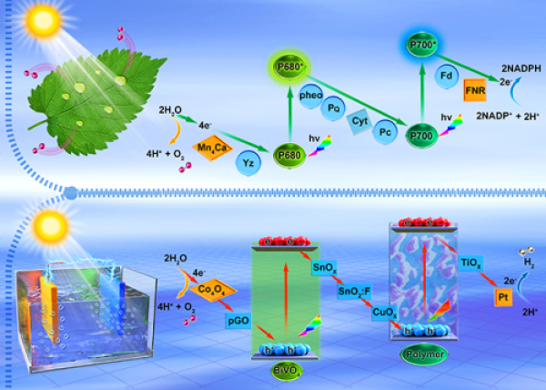 大連化物所在光電催化分解水制氫研究中取得進展
