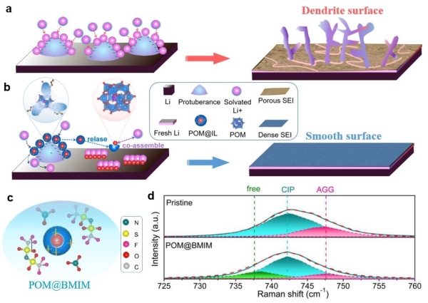 上海硅酸鹽所鋰金屬電池雙功能電解液設計研究獲進展